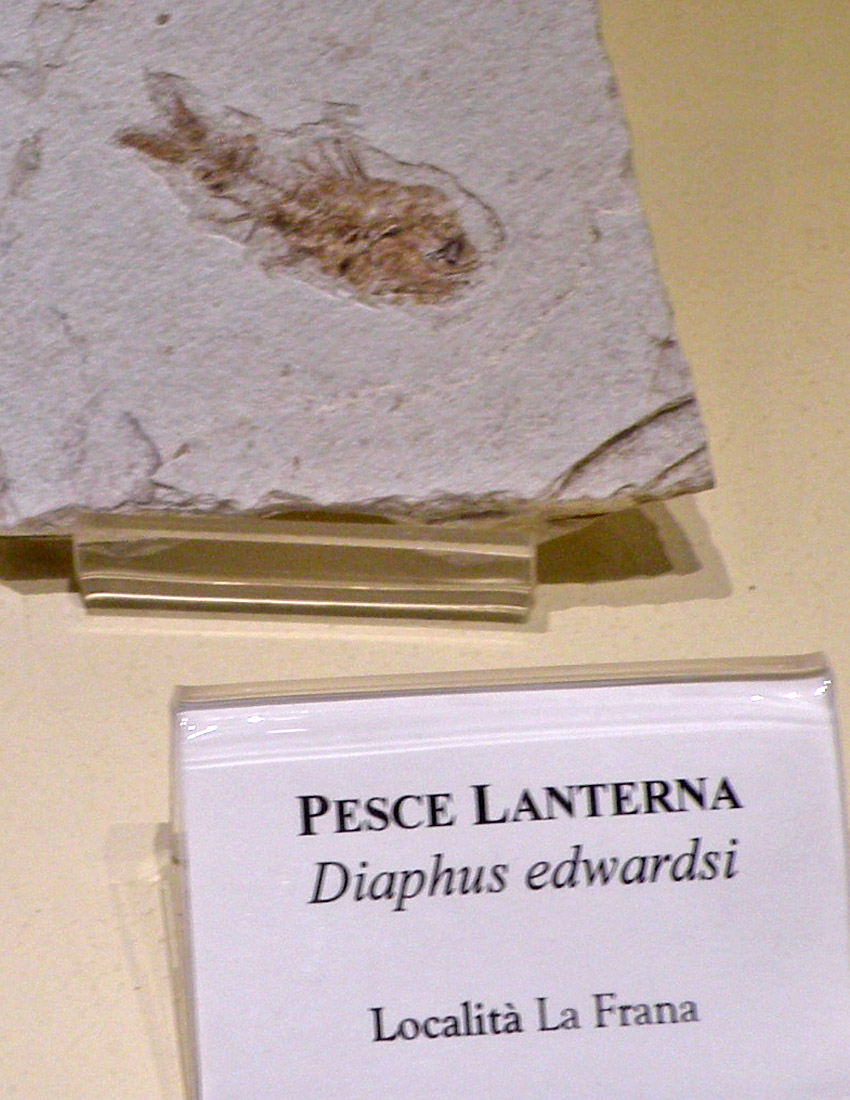I pesci di Mondaino